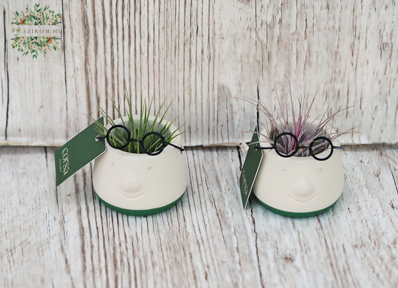 flower delivery Budapest - Tillandsia in pot - mini, 2 pc