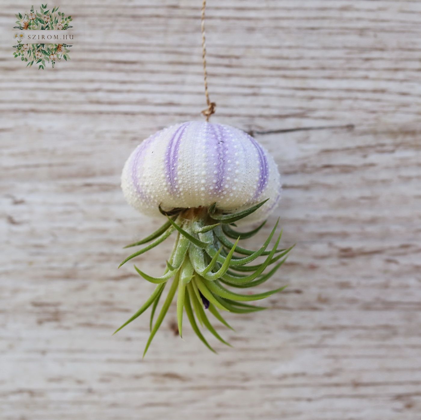 Blumenlieferung nach Budapest - Tillandsia im Seeigel 5-7cm
