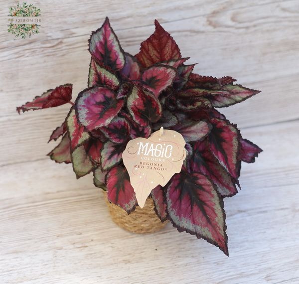 flower delivery Budapest - king begonia in pot
