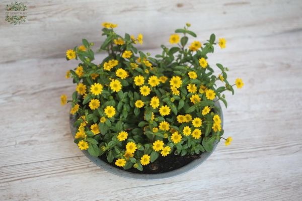 Blumenlieferung nach Budapest - Sanvitalia Pflanzen in Metallkisten (30cm diameter)