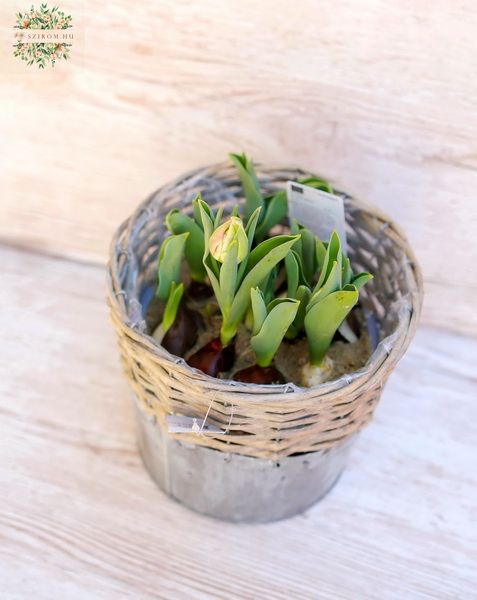 Blumenlieferung nach Budapest - Tulpen im Metaltopf