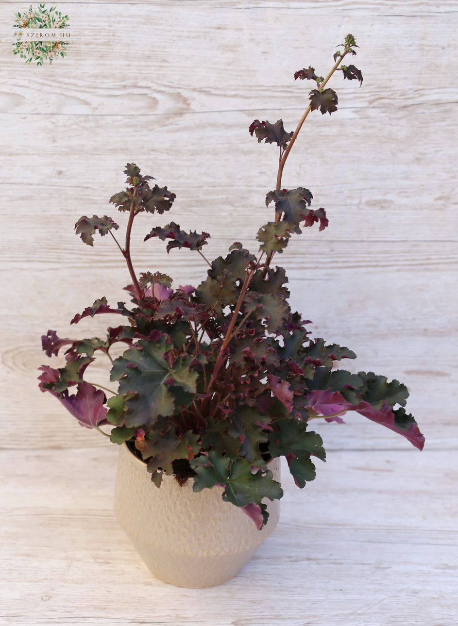 Blumenlieferung nach Budapest - Heuchera Micrantha 'Palace Purple' im Topf