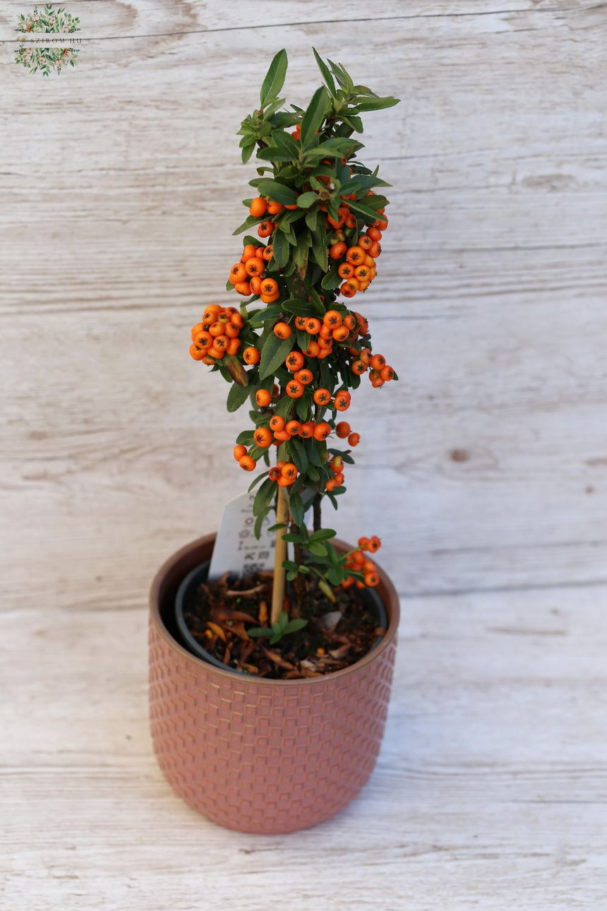 Virágküldés Budapest - Tűztövis - Pyracantha kaspóban