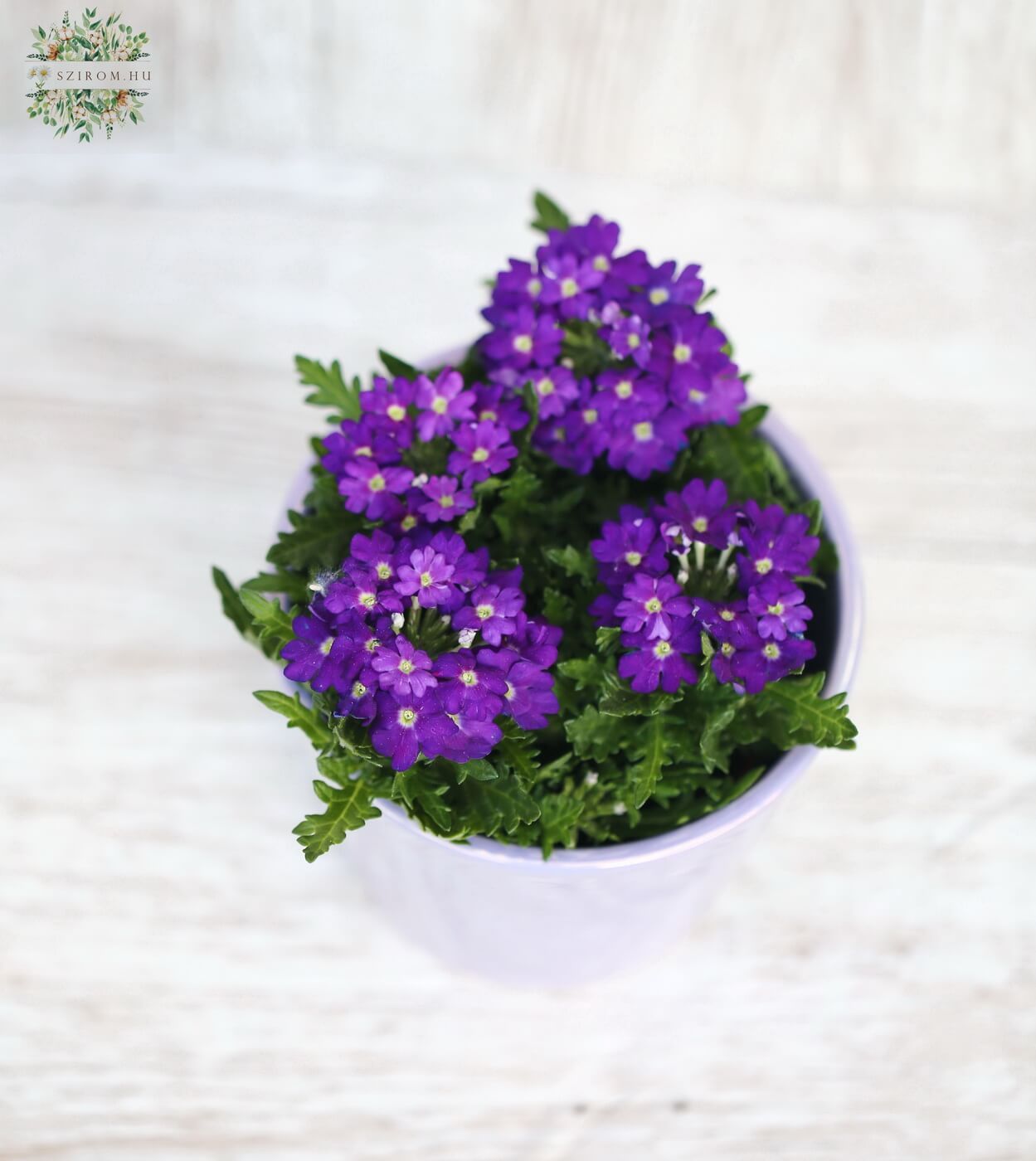 Blumenlieferung nach Budapest - Verbena