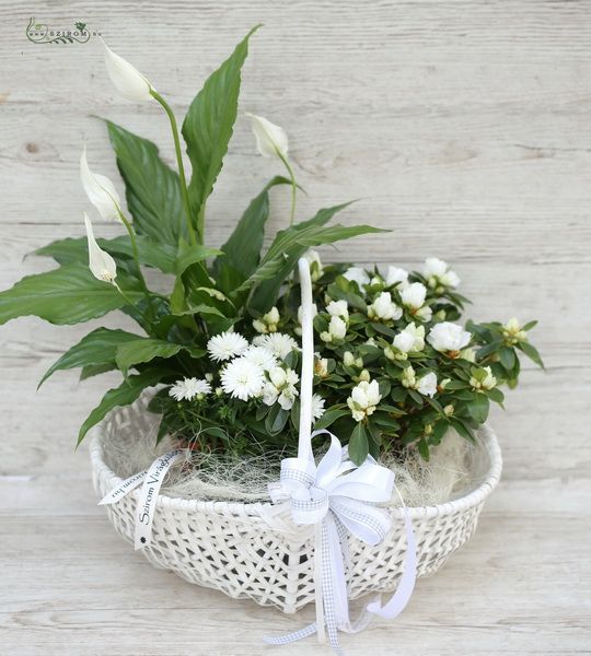 Blumenlieferung nach Budapest - Pflanzenkorb weiss