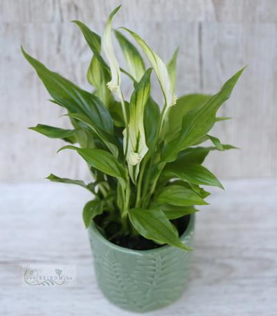 flower delivery Budapest - Spathiphyllum with pot (25cm)