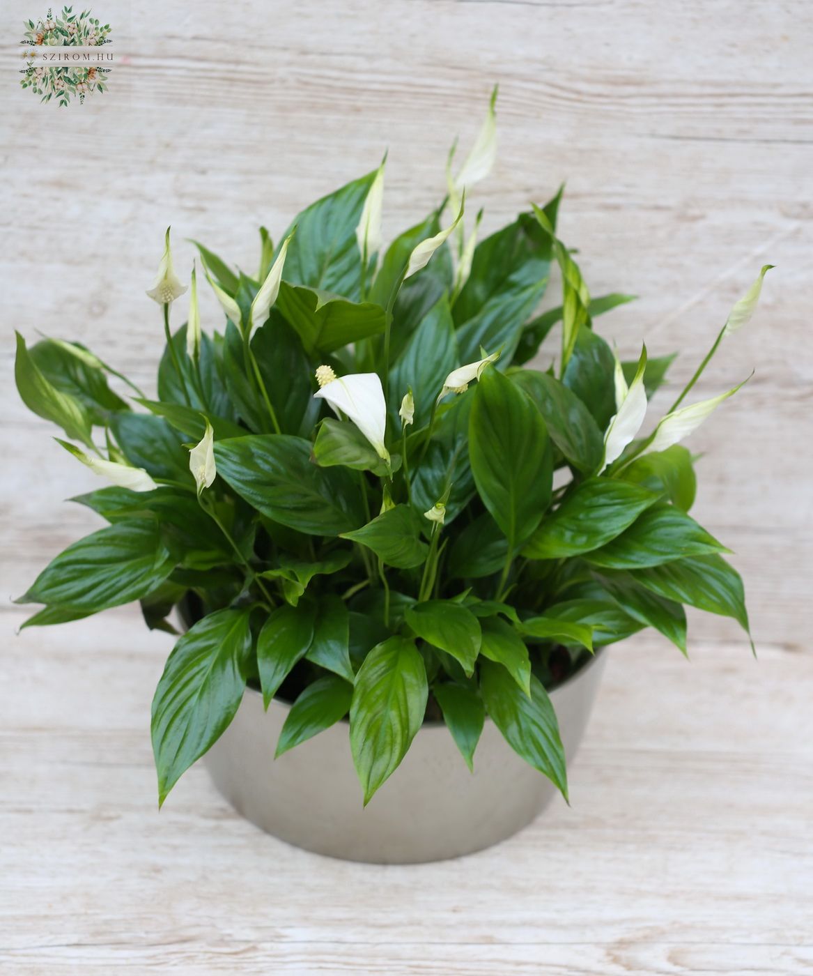 flower delivery Budapest - Spathiphyllum in a pot (40 cm)