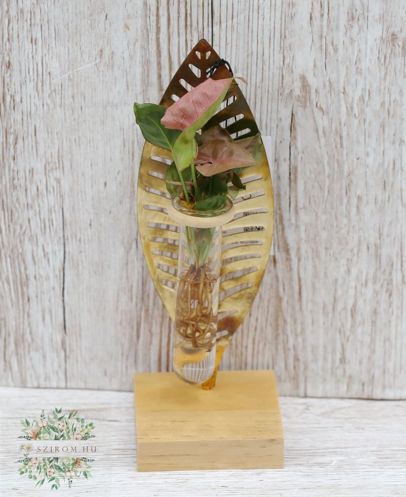 flower delivery Budapest - hydroponic plant in leaf plant holder (24cm)