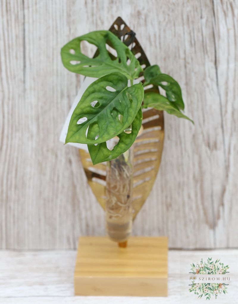 Blumenlieferung nach Budapest - Hydrokulturpflanze im Blattpflanzenhalter (24 cm)