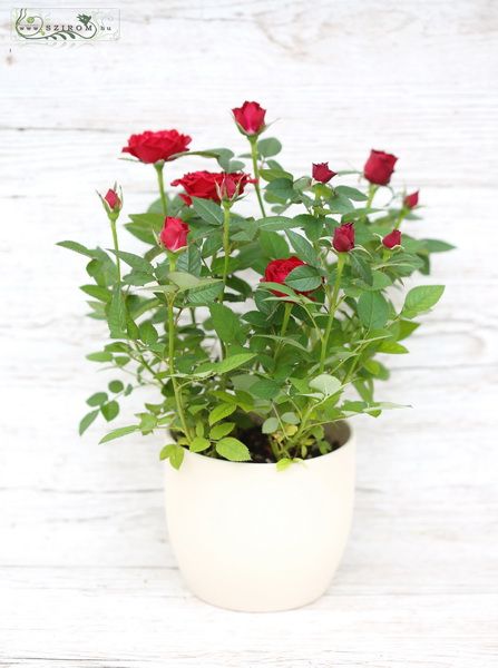 flower delivery Budapest - red mini rose in pot