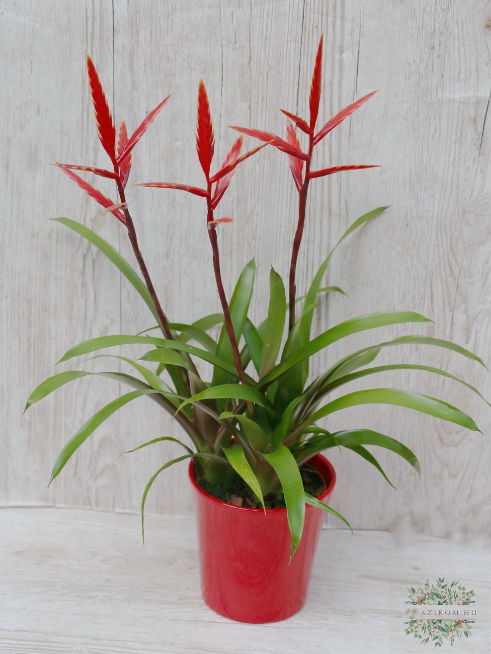 flower delivery Budapest - Vriesea Elanin a pot
