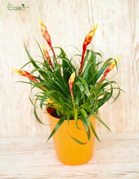 Blumenlieferung nach Budapest - Vriesea Shannon im Topf (Raumpflanze)