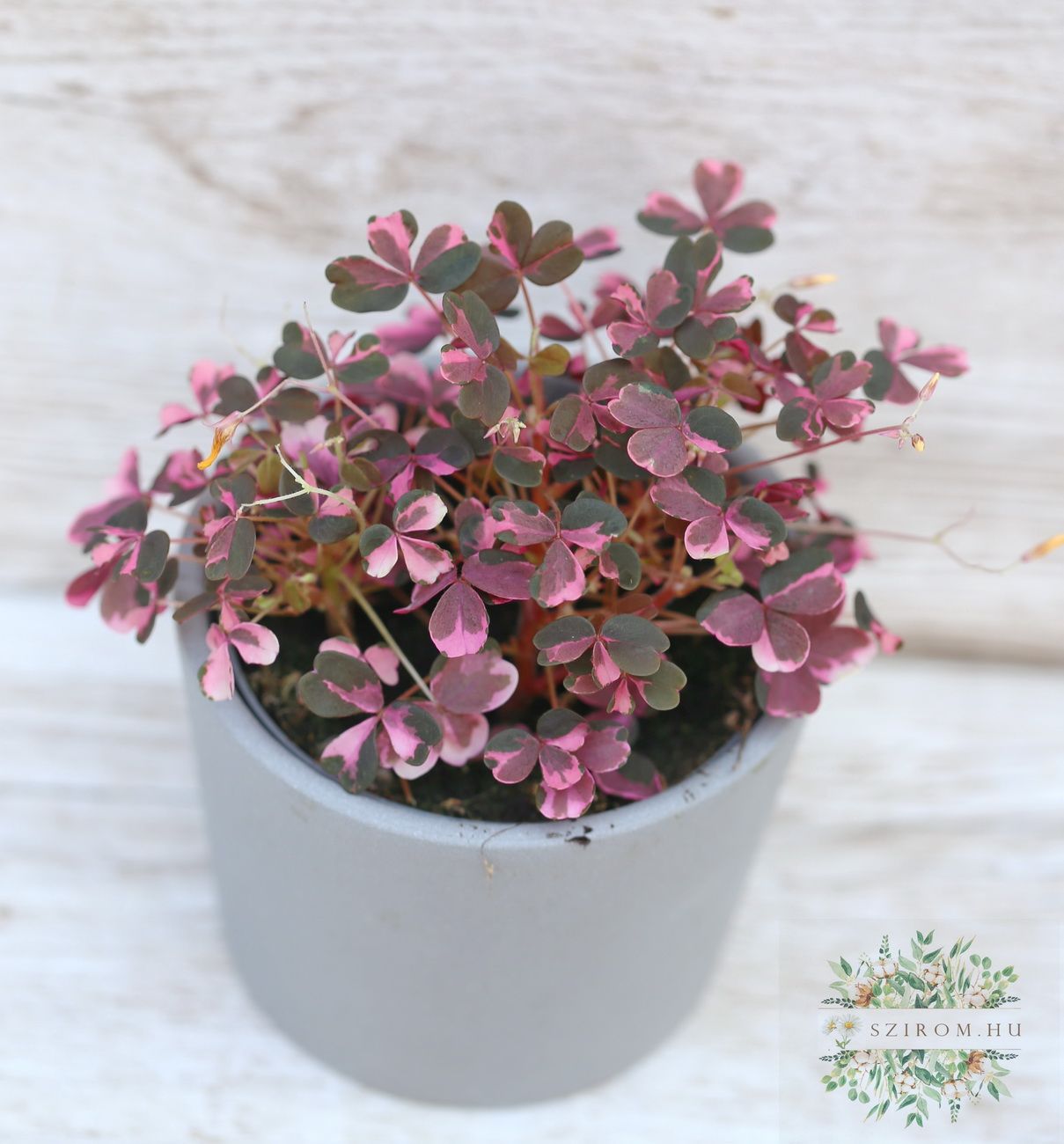 Blumenlieferung nach Budapest - Oxalis Vulcan Pink im Topf