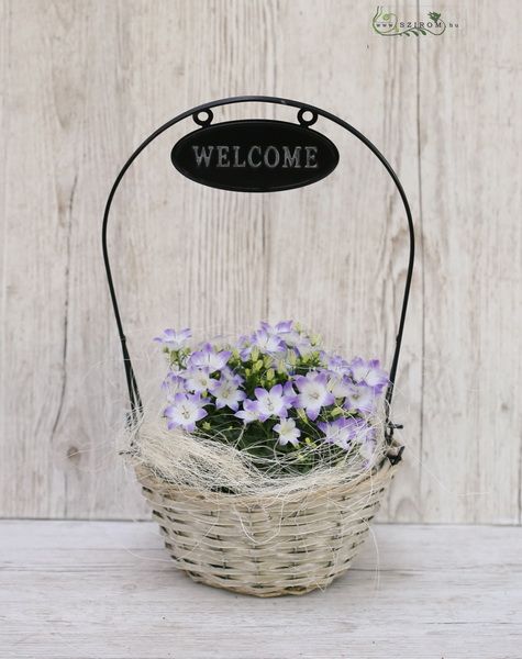 flower delivery Budapest - welcome pot with campanula 21 x 41 cm
