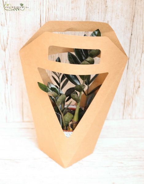 flower delivery Budapest - Zamia in ceramic pot with design paper bag
