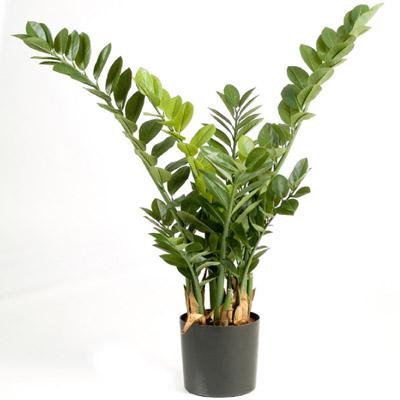Blumenlieferung nach Budapest - Zamioculcas zamiifolia im Topf 110cm - Zimmerpflanze
