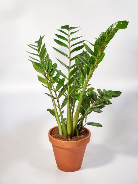Blumenlieferung nach Budapest - Zamioculcas zamiifolia (T:21cm, H:90cm)