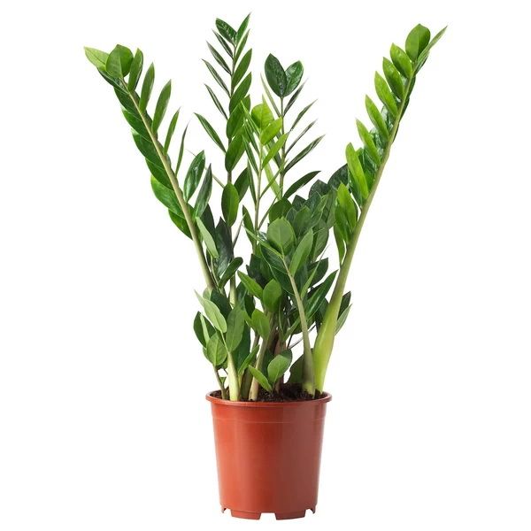 Blumenlieferung nach Budapest - Zamioculcas zamiifolia (T:24cm, H: 110cm)