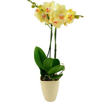 Virágküldés Budapest - zöldes/sárgás Phalaenopsis orchidea kaspóval - beltéri növény