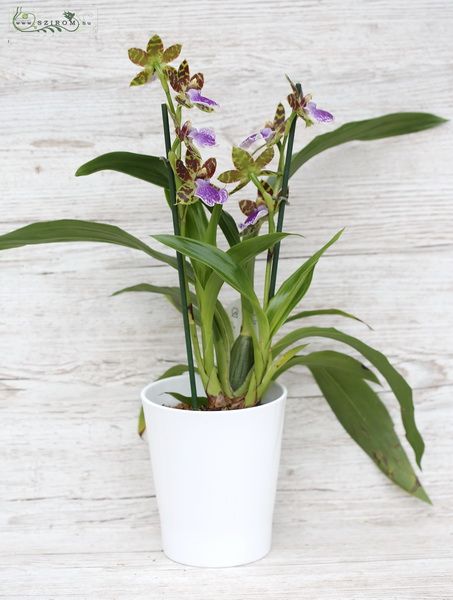 Blumenlieferung nach Budapest - Zygopetalum Louisendorf in Topf