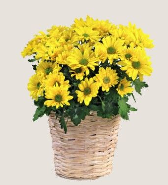 chrisanthemums basket