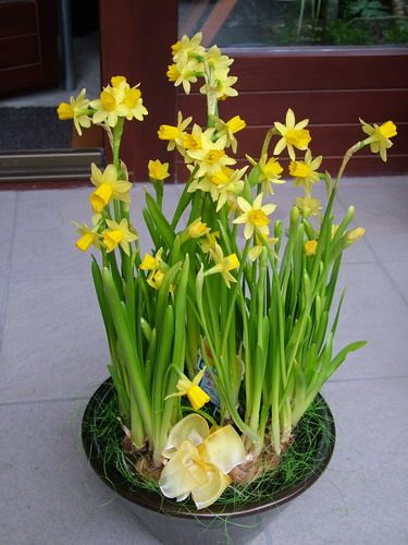 flowers planted in a pot (daffodil / hyacinth / muscari / mix) ) - balkony plant