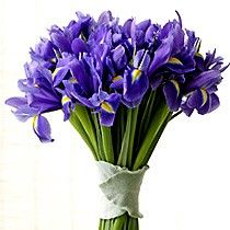 20 stems of irises