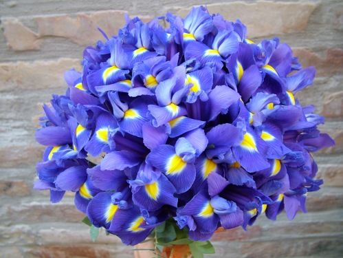 round bouquet of 40 irises
