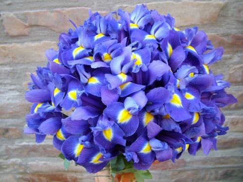 Runder Strauss von 40 Iris