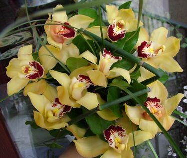 10 yellow cymbidium orchid blossoms