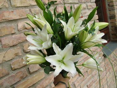 10 white oriental lilies