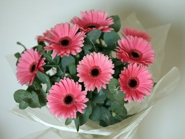 10  gerbera daisies