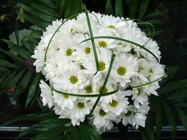 5 weiße Chrysantheme mit Beargrass