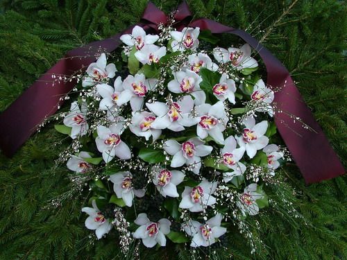 big standing wreath with white orchids and genistas (120 cm)