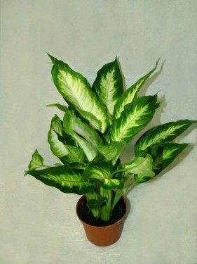 Diffenbachia Bertina (Dumb Cane)<br>(35cm) - indoor plant