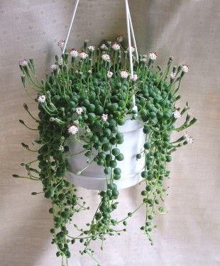 Senecio rowleyanus (40cm) - Zimmerpflanze