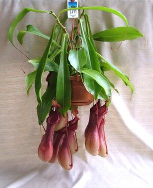 Nephentes (kancsóka)<br>(60cm) - szobanövény