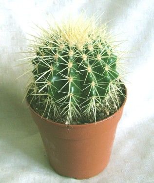 Echinocactus grusonii - anyósszék<br>(15cm) - szobanövény kaspóval