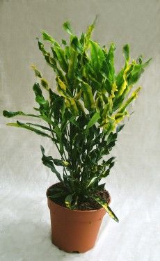 Codiaeum (Croton)<br>(25cm) - indoor plant