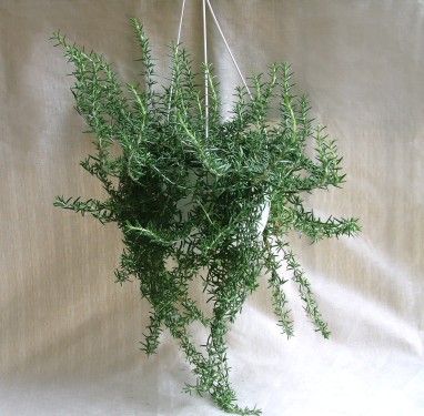 Rosemary<br>(40cm) - indoor plant