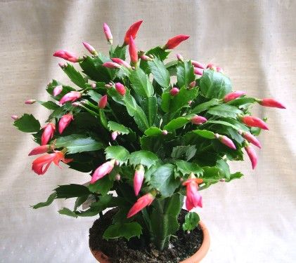 big Schlumbergera in pot (Chistmas cactus) - indoor plant