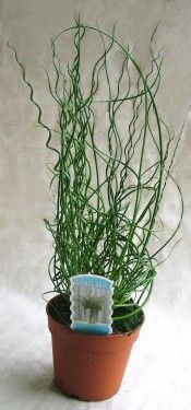 Juncus effucus kaspóban - csavart fű <br>(30cm) - szobanövény