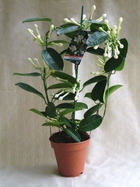 Stephanotis floribunda kaspóban<br>koszorúfutóka (40cm) - beltéri növény