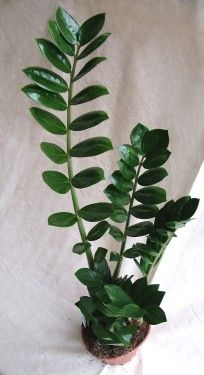 Zamioculcas zamiifolia kaspóban<br>(zámia)<br>(60cm) - szobanövény
