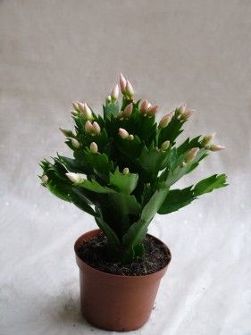 Schlumbergera kaspóval<br>(karácsonyi kaktusz)<br>(25cm) -  beltéri növény