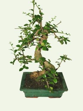 bonsai<br>(25cm) - Zimmerpflanze