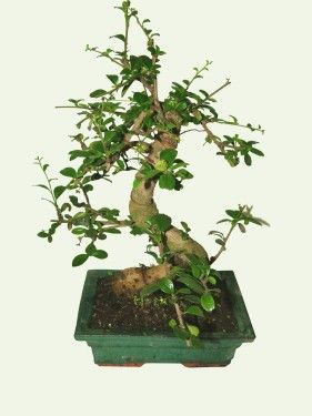 bonsai<br>(25cm) - indoor plant