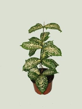 diffenbachia - indoor plant