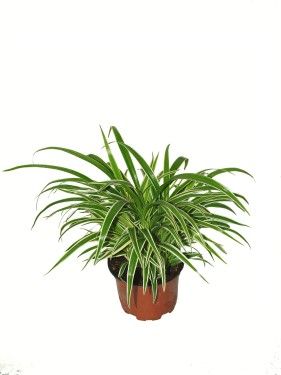 Zöldike - Clhorophytum<br>(20cm) - szobanövény