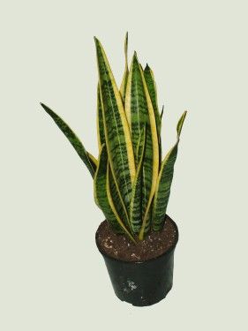 Sansevieria trifasciata<br>(35cm) - szobanövény